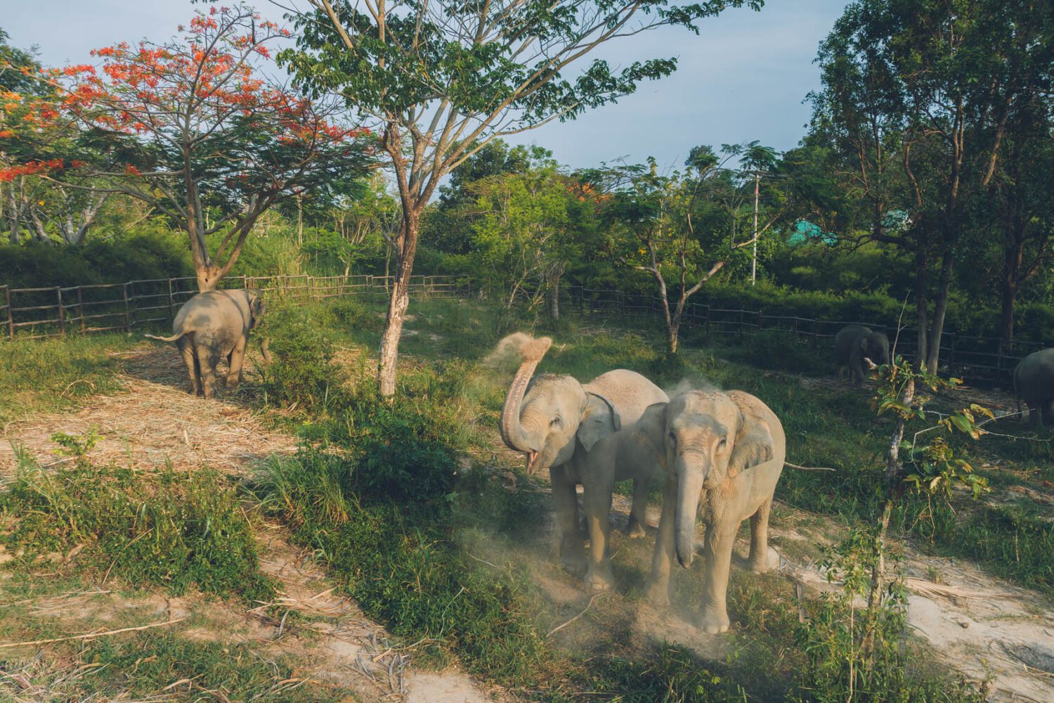 Samui Elefanten Camp