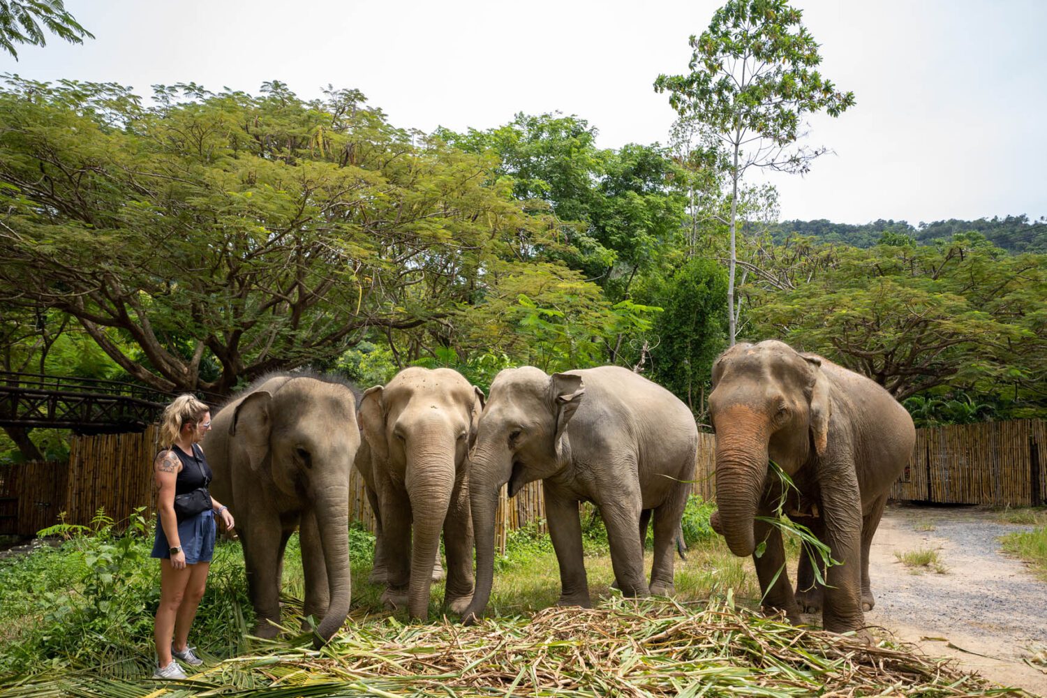 Elephant Kingdom Samui