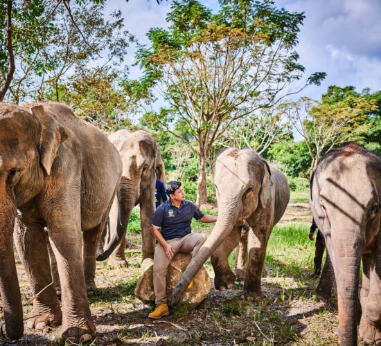 Samui Elephant Kingdom Samui