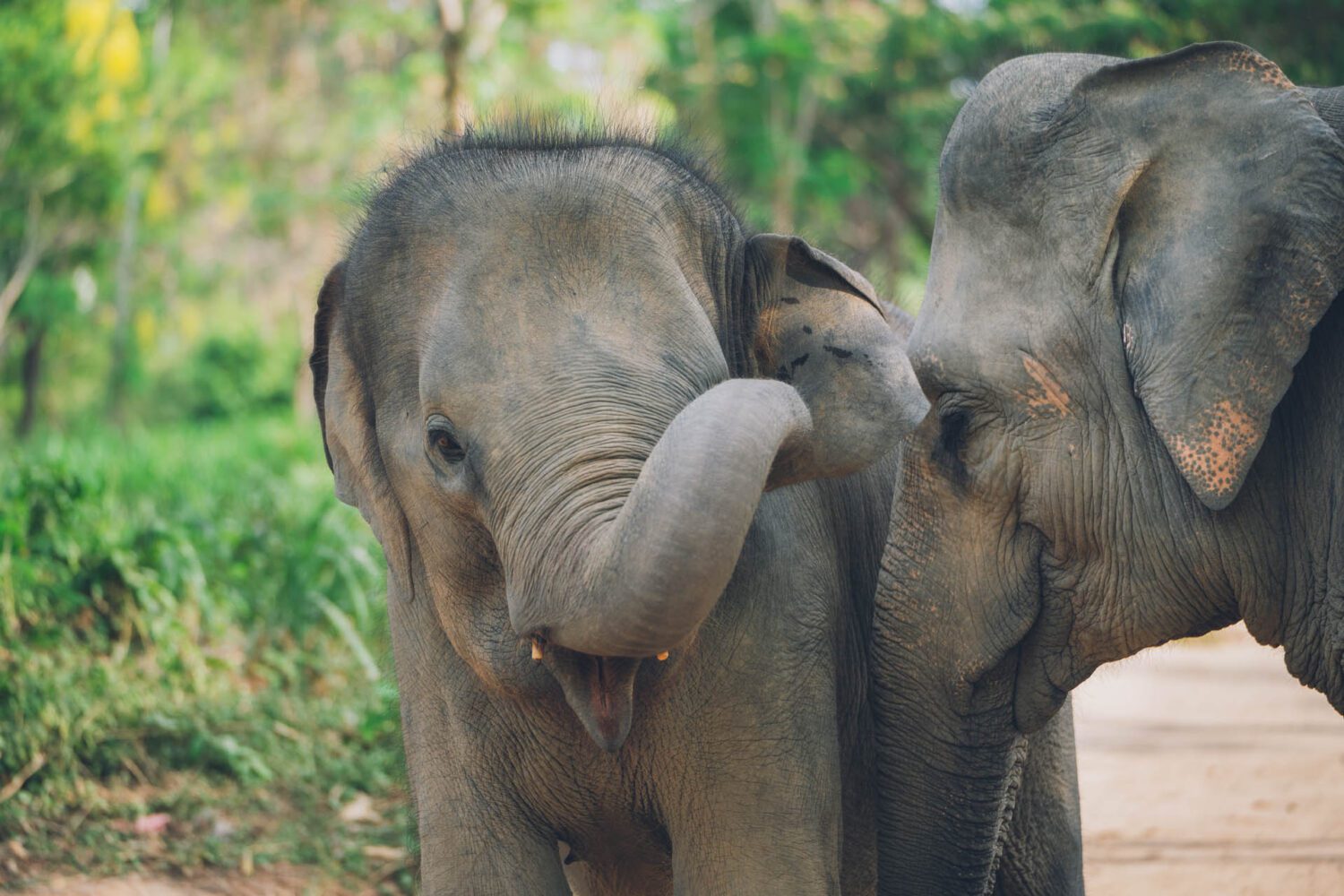 Samui Elephant Kingdom