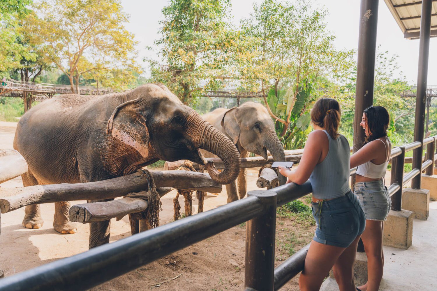 Elephants Samui Elephant Kingdom