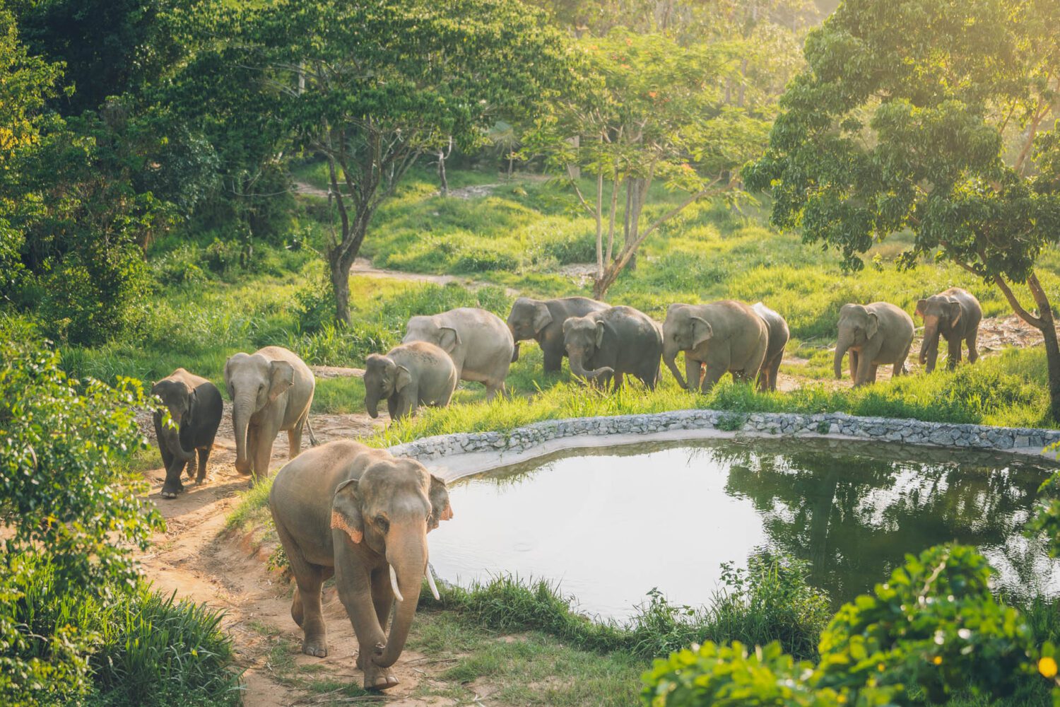 Samui Elephant Kingdom