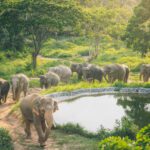 Samui Elephant Kingdom