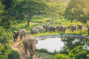 Samui Elephant Kingdom 