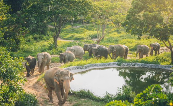 Samui Elephant Kingdom