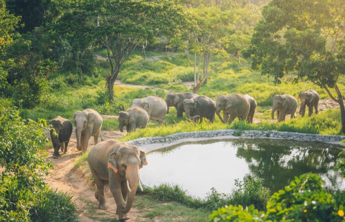 Samui Elephant Kingdom