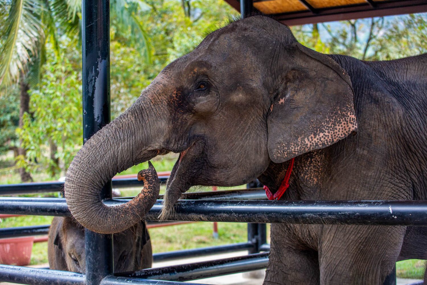 Samui Elefanten Camp Kreuzfahrer