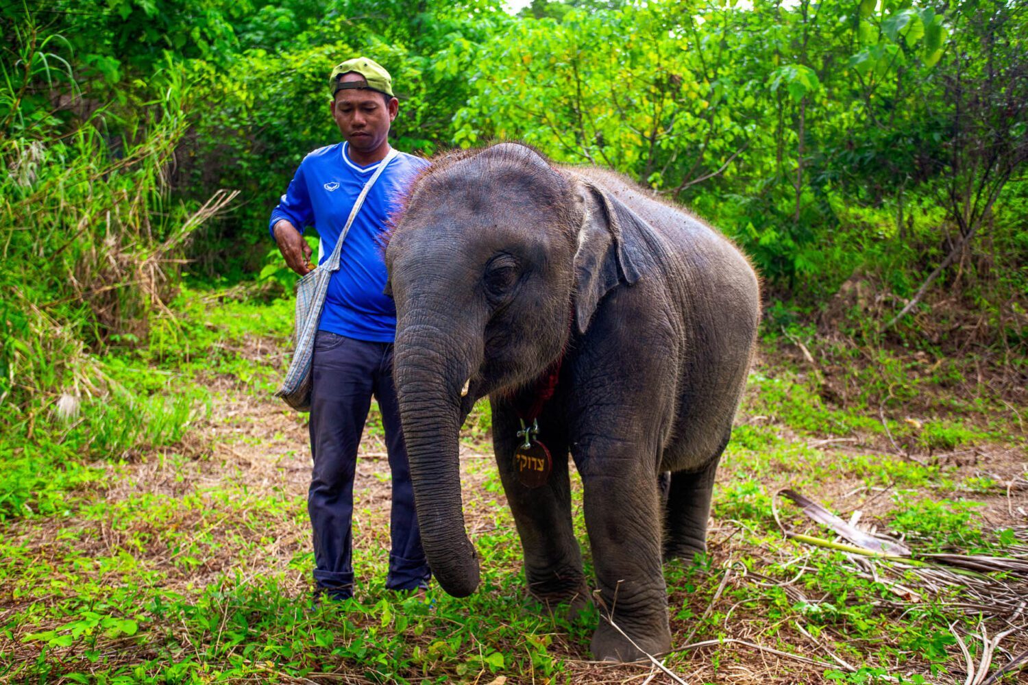 Koh Samui Elefanten Landausflug – Ethisches Elefantensanktuar