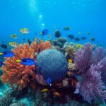 VIP Schnorcheln Koh Tao from Samui