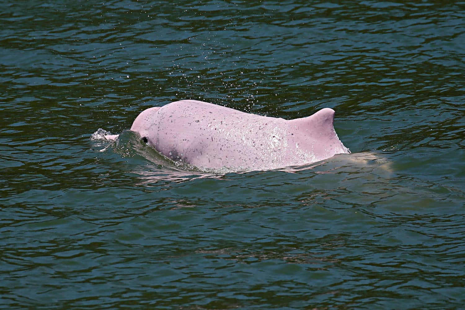 Pink Dolphin Trip Koh Samui