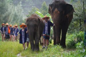 Elefanten Camp Samui