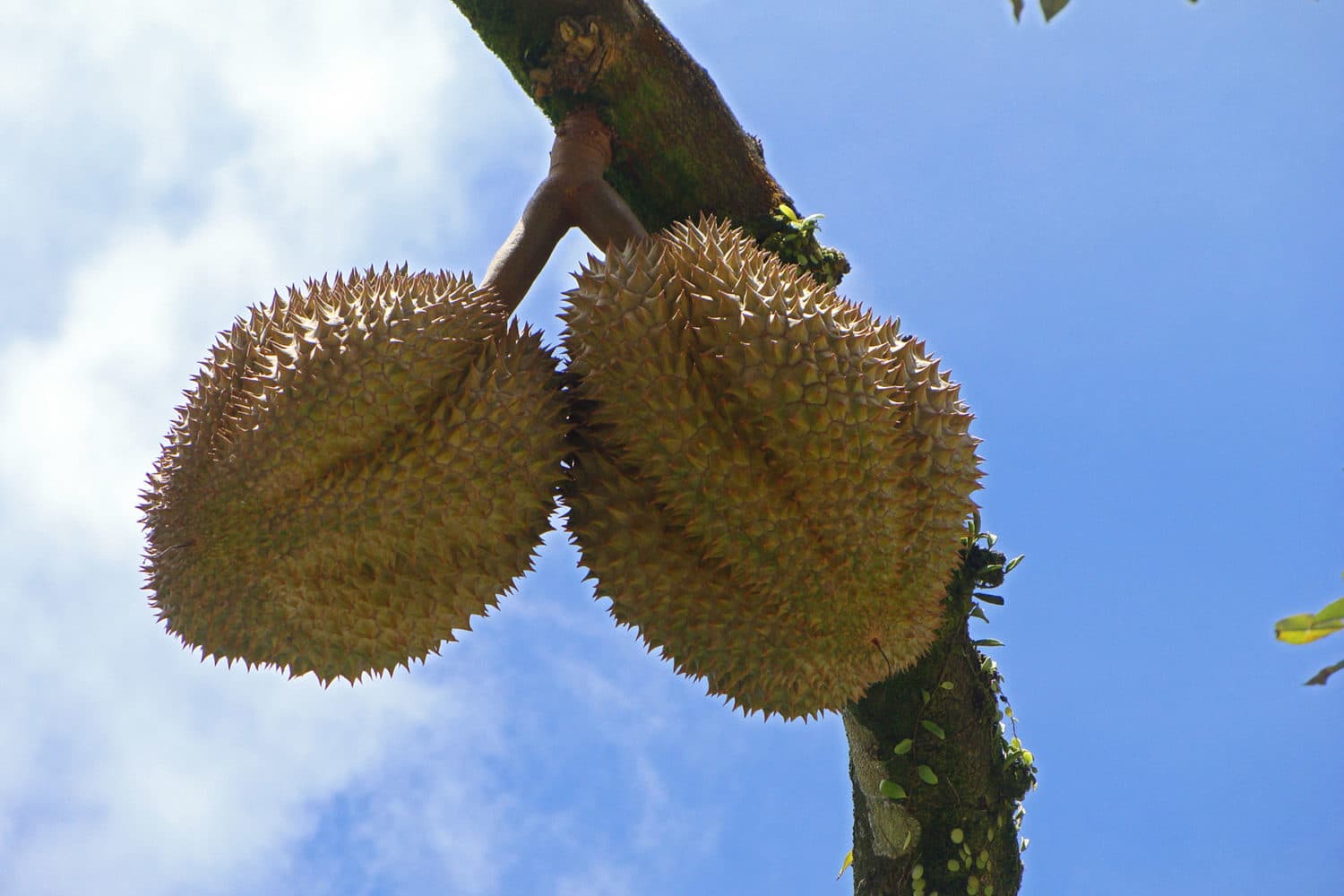 Durian Fruits Jungle Safari Samui