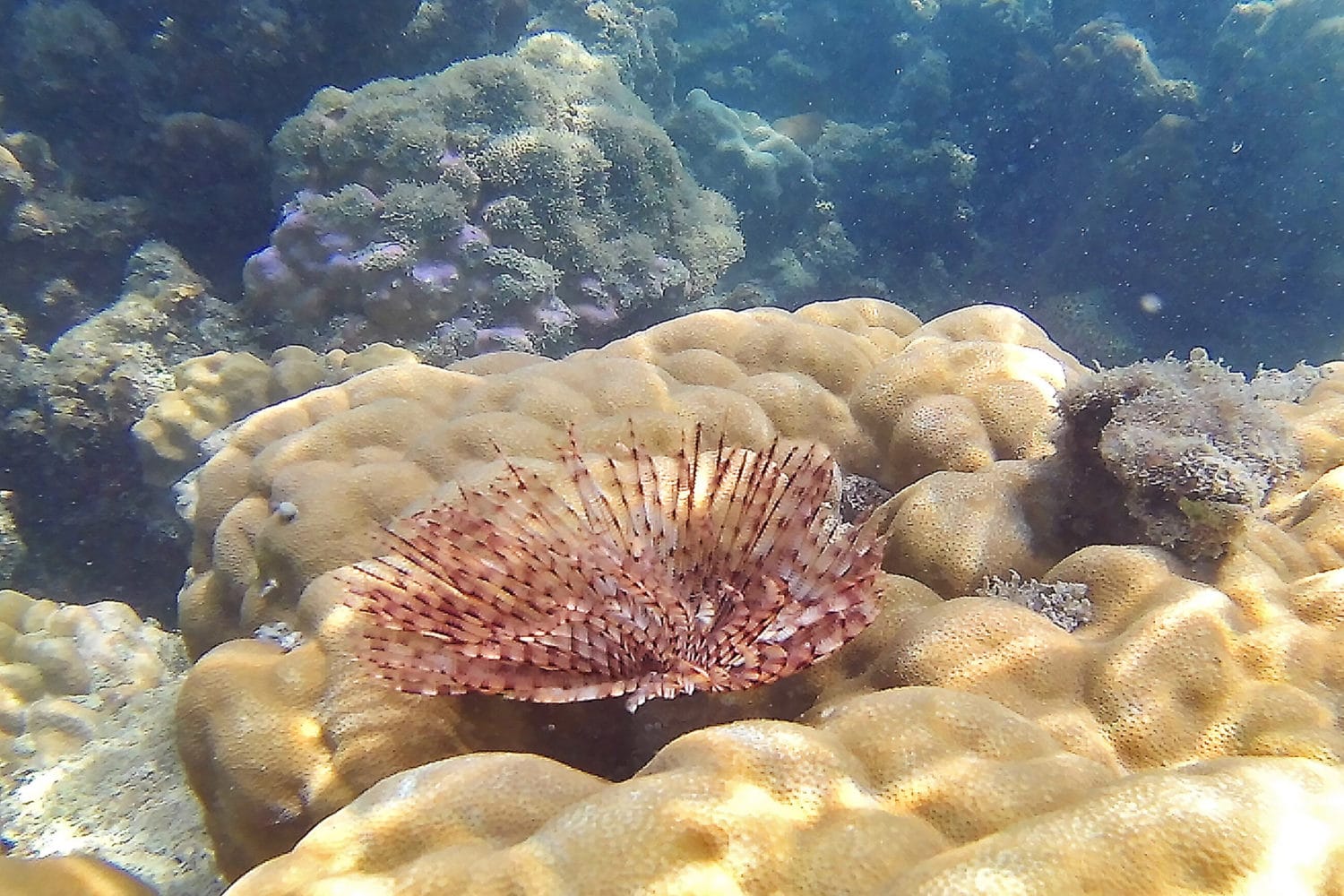 Snorkeling Koh Taen Island